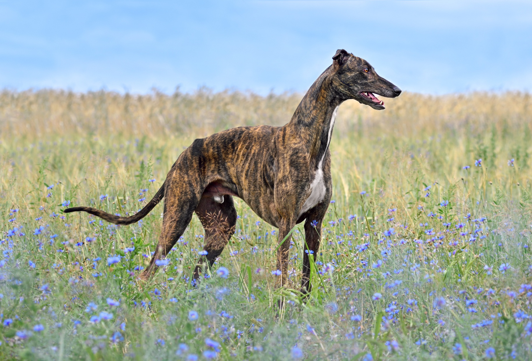 Greyhound pedigree portrait — Egypt, antiquity (pharaoh's hound)