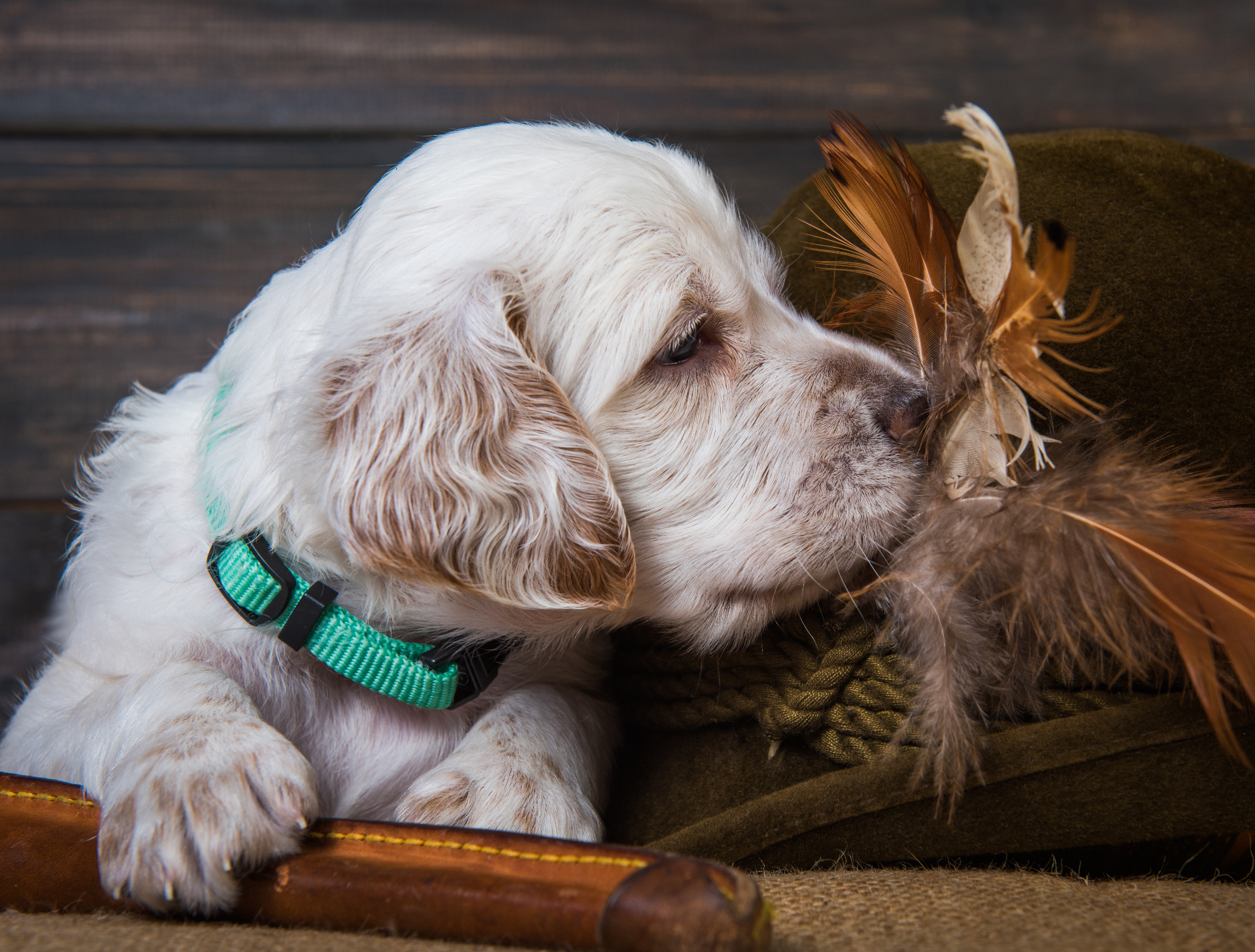 Clumber Spaniel pedigree portrait — Nottinghamshire, England, 18th c. ducal kennels
