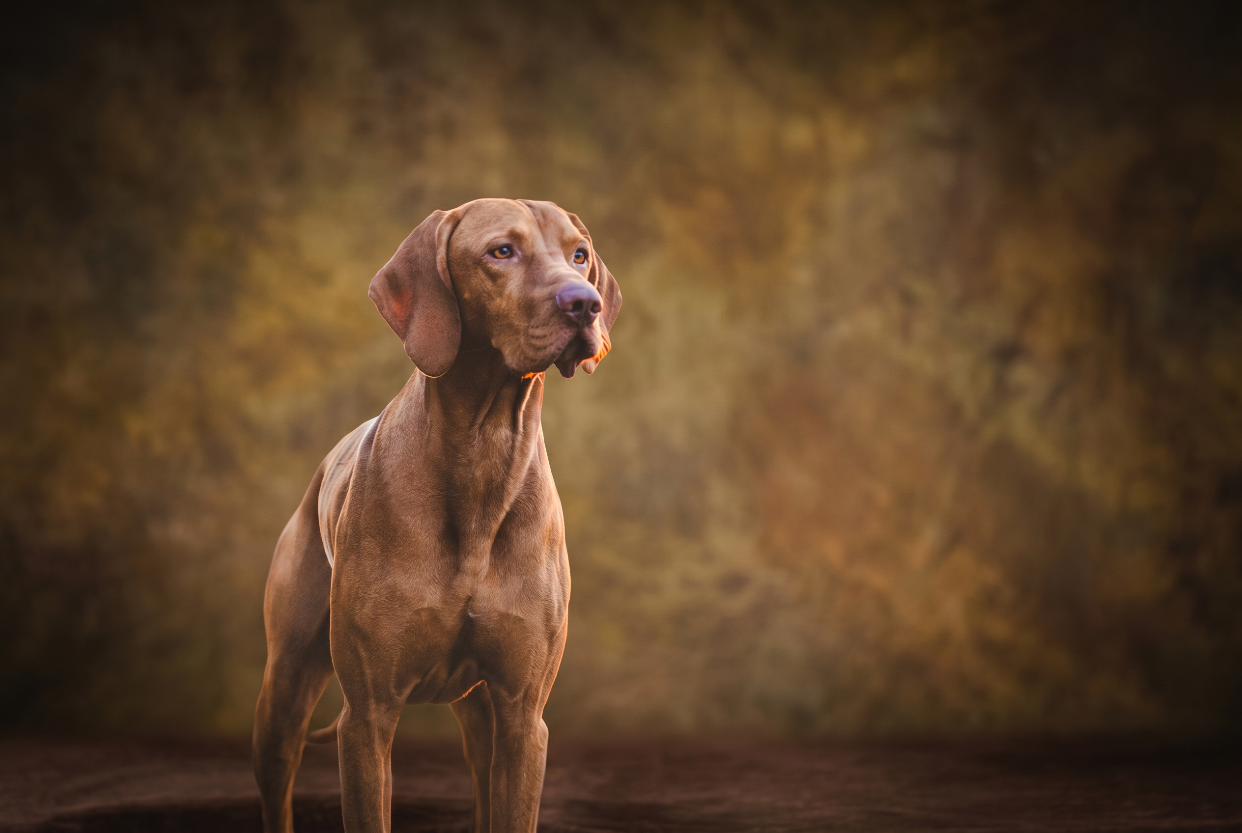 Hungarian Vizsla pedigree portrait — Hungary, 10th c. Magyar nobility
